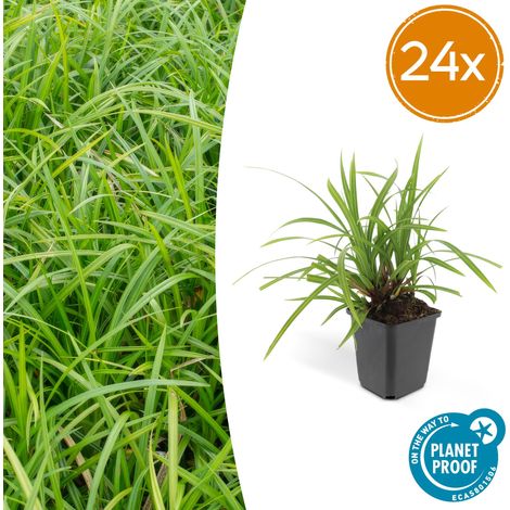 Lot de 24 Carex morrowii 'Irish Green' Laîche du Japon Couvre-sol Persistant Pot Ø 9 cm - PANGIVO (1/5)