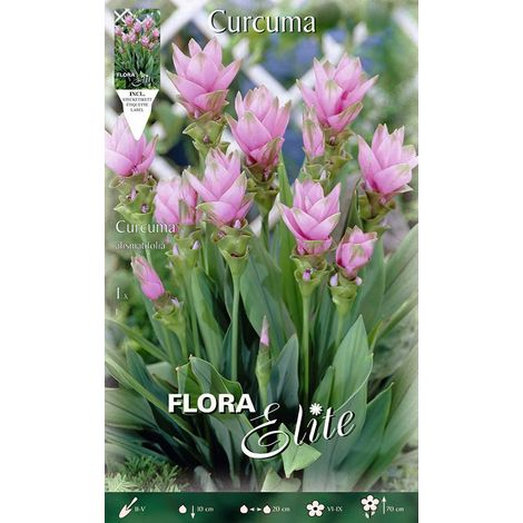 CURCUMA ALISMATIFOLIA (CONFEZIONE DA 1 BULBO)