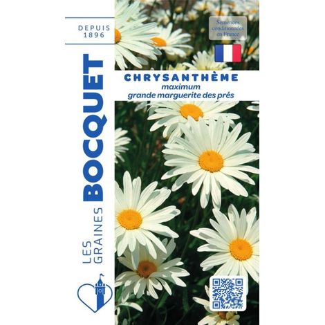 Chrysanthème grande marguerite Reine des Prés - 1g