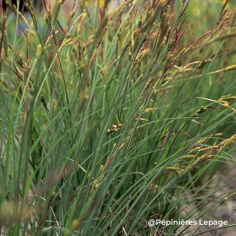 3 Laîches des marais (Carex acutiformis)