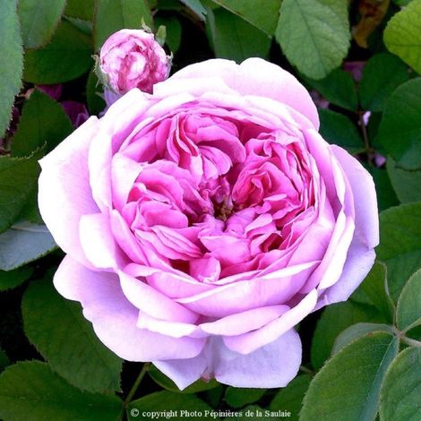Rosier 'Comte de Chambord'