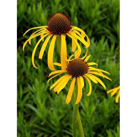 Rudbeckia inversé Godet de 8/9 cm (1/2)