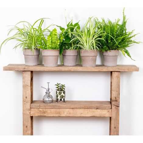 Bloomique - Mélange Dépolluant x5 - Dracaena, Dypsis, Chamaedorea, Chlorophytum, Asplenium - Hauteur 20-40 cm - Pot 12 cm