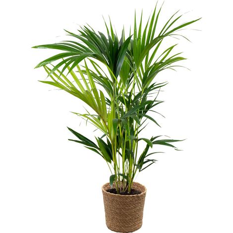 Bloomique - Howea Forsteriana - Palmier Kentia - Plante d’intérieur - Dépolluante - Sans danger pour les animaux - 80-100 cm de haut - Panier en jonc de mer 19 cm (1/5)