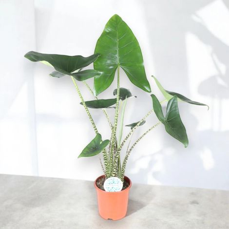 Gardenaria Alocasia zebrina - Pianta da interno ornamentale - Altezza: 60 cm (vaso 17) (1/5)