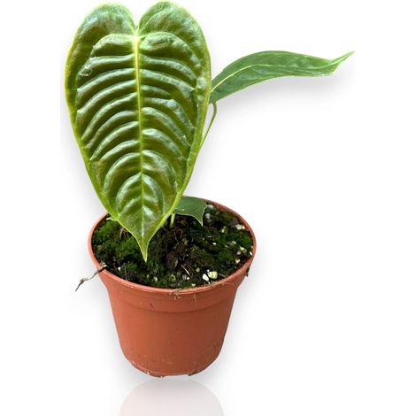 Gardenaria Anthurium veitchii - Pianta da interno ornamentale - Altezza: 30 cm (vaso 14) (1/5)