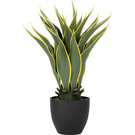 Agave Atenuata Pflanze 50X50X60 Cm (1/5)
