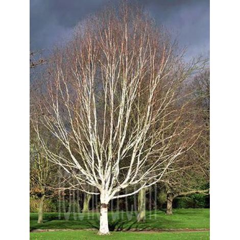 Bouleau de l'Himalaya 'Jacquemontii' Pot de 4L/5L (1/4)