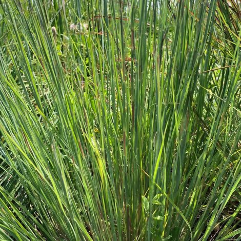 Schizachyrium Standing Ovation/Pot de 3L - Touffe