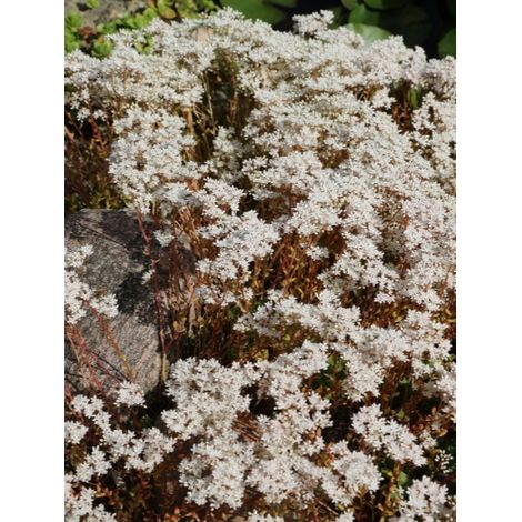 Orpin blanc 'Murale' Godet de 8/9 cm (1/4)