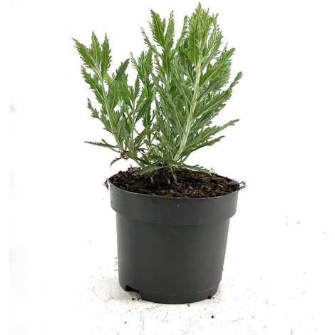 Perovskia Salvia Russa (1/5)