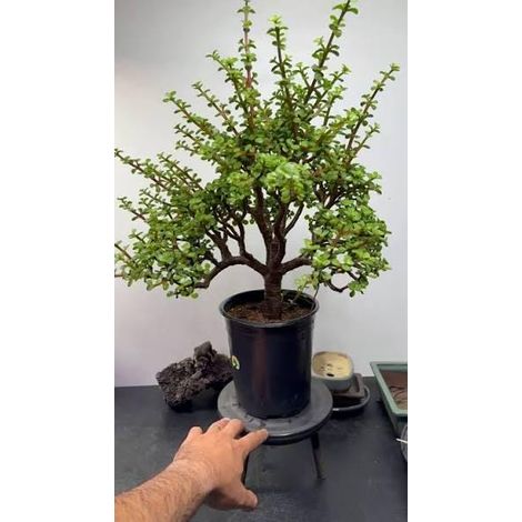 2 cuttings - portulacaria afra jacq