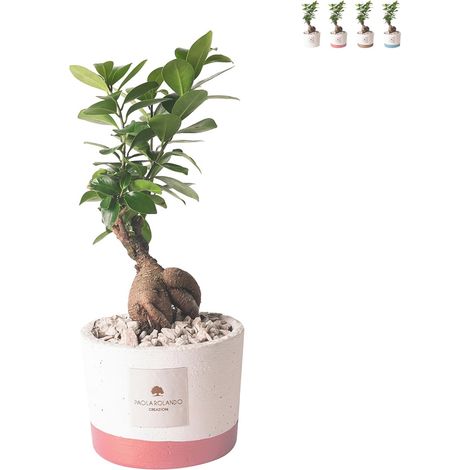 Pianta Paola Rolando bonsai ficus da interno in vaso cementino Flora - Rosa (1/3)