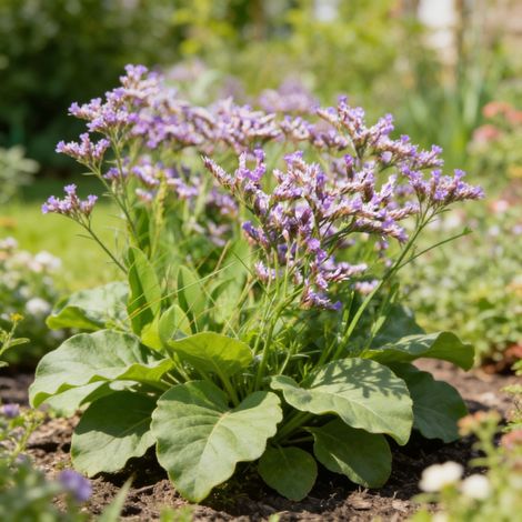 Statice à feuilles larges Pot 2L 20/30cm - Limonium latifolium (1/4)