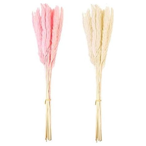 Plume De Pampas Séchée Naturelle - 15 Pièces Par Bouquet - Décoration Intérieure Extérieure Pour Mariage Bureau Maison Jardin (1/5)