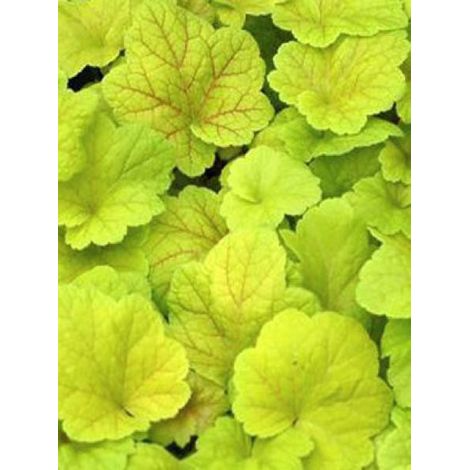 Heuchère 'Electric Lime'® Godet de 8/9 cm (1/2)