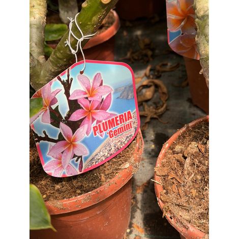 Plumeria Gemini pot 20 cm H60 – Plante tropicale aux fleurs parfumées