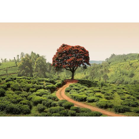 Papier peint panoramique arbre vert et rouge | Tapisserie panoramique paysage d'automne | Papier peint panoramique idéal pour chambre - 384 X 260 cm (8 pièces) (1/2)