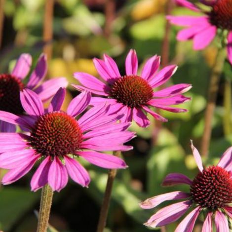 4 x Rudbeckia pourpre 'Little Magnus'® - godet 9x9 cm