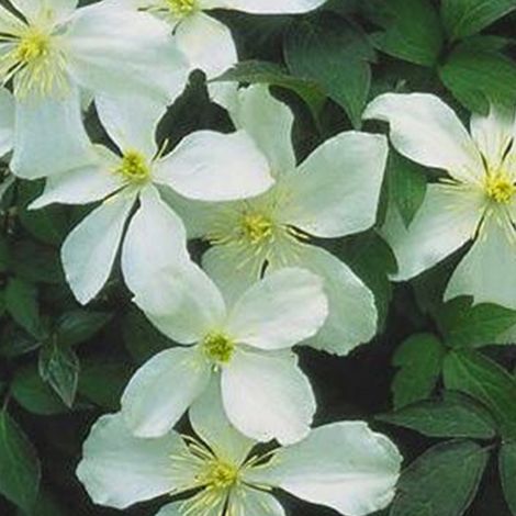 Clématite des montagnes 'Grandiflora' - 50-60 cm pot