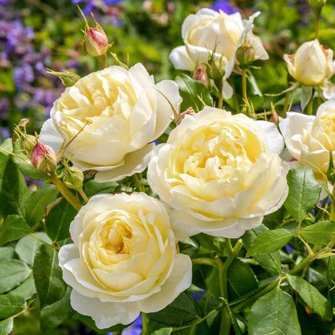 Gardenaria Rosa 'Vanessa Bell' - Rosa da giardino - Altezza: 40/50 cm (vaso20) (1/5)