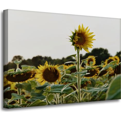 Leinwanddruck Botanik Sonnenblumenfeld 70x50