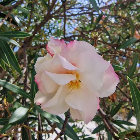 3 cuttings - nerium oleander  white/pink