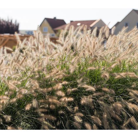 Herbe aux écouvillons Little Bunny' - Pennisetum alopecuroides Little Bunny' godet 9cm (1/2)