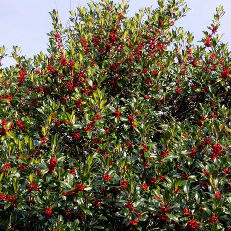 Houx commun Alaska, Ilex/Pot de 3L - 40/60 cm (1/5)
