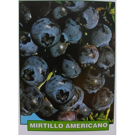 Mirtillo Americano - pianta di 3 anni