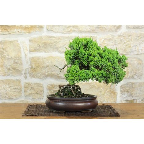 Bonsai di Ginepro Kishu (135) (1/5)
