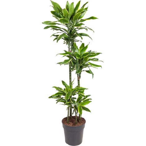 Dracaena Golden Coast Plante d'Intérieur Décorative Vert et Jaune Hauteur 140 cm Pot Ø 27 cm - PANGIVO (1/4)