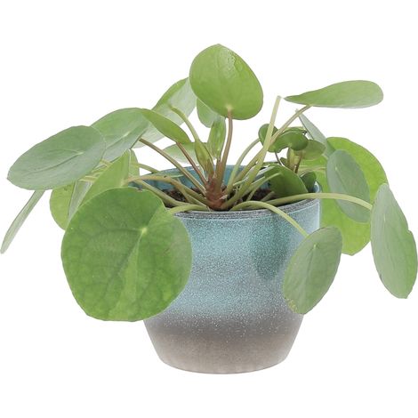 Pilea Peperomioides con Vaso in Ceramica Ocean - Pianta delle Monete Cinesi - H 15-25 cm e Vaso Ø 12 cm (1/4)