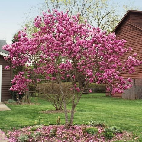 Magnolia Susan Porpora da Fiore ad Alberello – Magnolia Giapponese Ornamentale Pianta in Vaso Ø33 cm H. 160/180 cm (1/4)