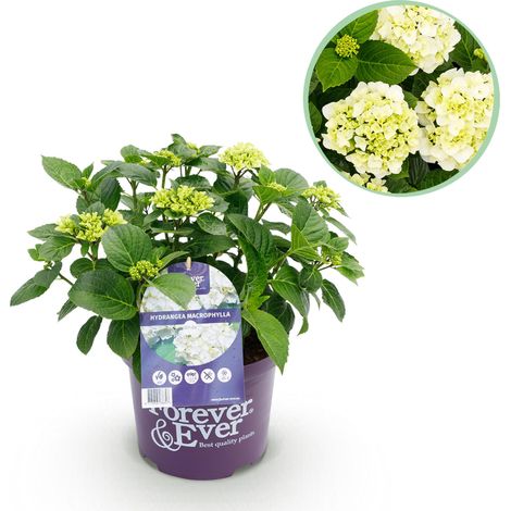 Hortensia Hydrangea Macrophylla Forever & Ever Blanc, Plante de Jardin et Terrasse, Pot 23cm, 55cm - PANGIVO (1/5)