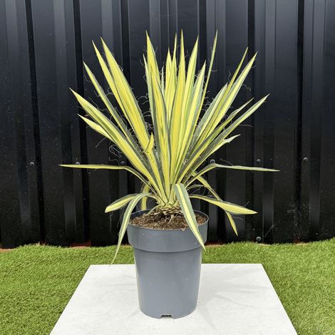 Yucca Filamentosa Color Guard Hauteur 50 cm (1/3)