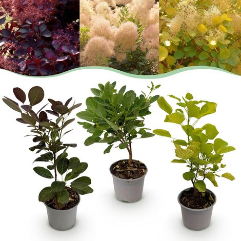 Lot de 3 Arbustes Cotinus coggyria Tricolore Violet Vert Jaune Hauteur 35 cm Pot 12 cm - PANGIVO (1/5)