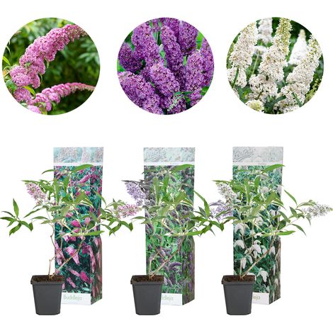 Bloomique - Lot de 3 - Buddleja Davidii - Arbre aux papillons - Rose, Violet, Blanc - Résistant au gel - Plantes de jardin - 20-30 cm de haut - Pot 10,5 cm (1/4)