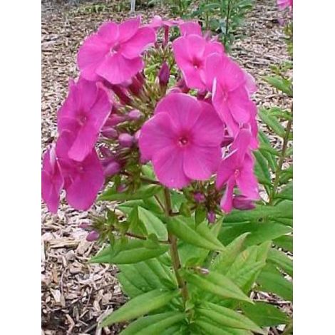 Phlox paniculé 'Purple Flame' Godet de 8/9 cm