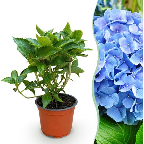 Hortensia Bleu Hydrangea macrophylla Plante de Jardin et Balcon Rustique Pot 12cm - PANGIVO (1/5)