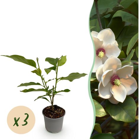 Magnolia sieboldii Lot de 3 Arbustes de Jardin Fleurs Blanches Parfumées Pot 12cm Hauteur 30cm - PANGIVO (1/5)