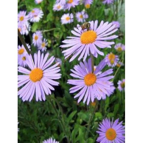 Aster de printemps 'Wartburgstern' Godet de 8/9 cm