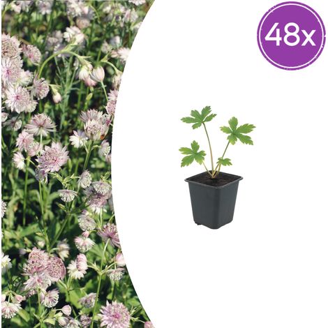 Lot de 48 Astrantia major Grande Astrance Plante Vivace Fleurs en Étoile Pot Ø9cm 10-25cm - PANGIVO (1/5)