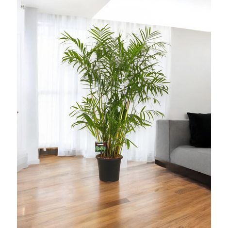 Gardenaria Chamaedorea seifrizii - Pianta da interno ornamentale - Altezza: 200 cm (vaso 30)