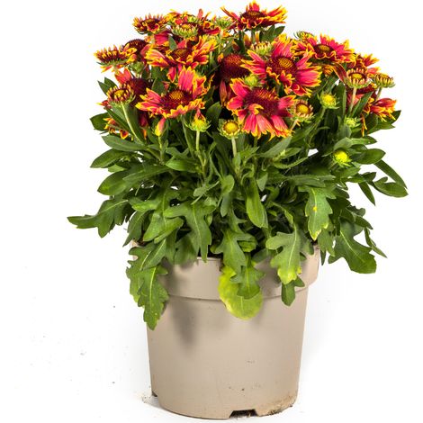 Gaillardia aristata - Plante Vivace à Fleurs Jaunes et Rouges - Pot Ø19cm - Hauteur 40-50cm - PANGIVO (1/3)