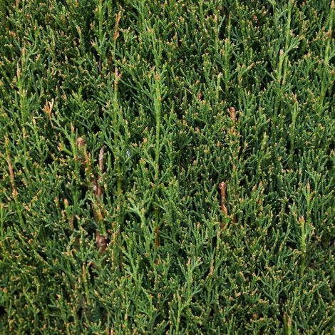 Cyprès de Provence Totem - Cupressus sempervirens Totem 60/80cm Pot 2,5L