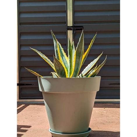Bac a fleurs rond RIVIERA SOLEILLA - Plastique - Diametre 50 cm - Vert argile (1/2)