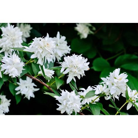 Gardenaria Filadelfo - Philadelphus coronarius 'Virginalis' - Arbusto ornamentale da giardino - Altezza: 40/60 cm (vaso19) (1/5)