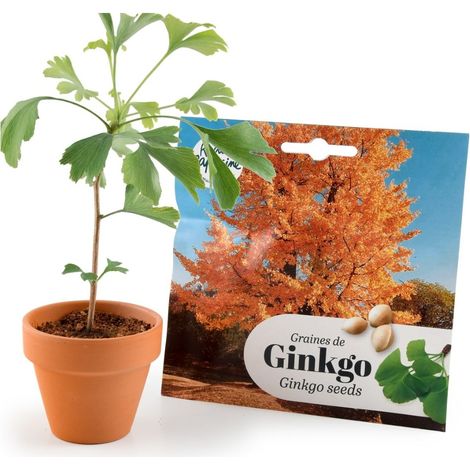 Kit Bonsaï - Ginkgo
