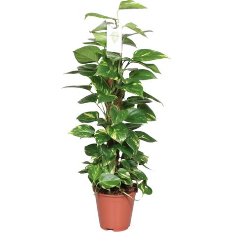 Epipremnum Pinnatum Pothos Doré Plante d'Intérieur Dépolluante Ø19cm H80cm - PANGIVO (1/4)